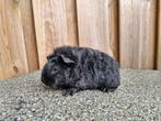 Te koop zwart teddy beertje, Dieren en Toebehoren, Knaagdieren, Cavia, Mannelijk, Juli, Tam
