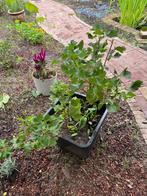 Potted black currant plant, Ophalen, Volle zon, Eenjarig, Zomer