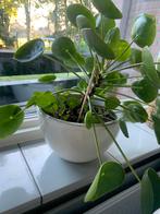 Plant Pannenkoek, Ophalen of Verzenden, Overige soorten, Volle zon