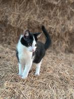 Kittens, Meerdere dieren