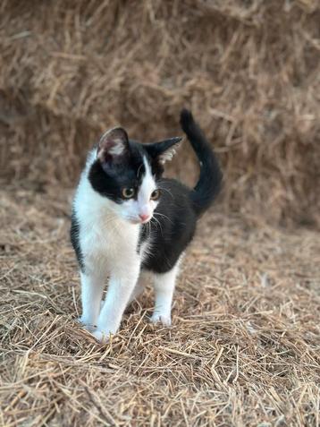 Kittens beschikbaar voor biedingen