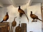 Opgezette fazant., Ophalen of Verzenden, Zo goed als nieuw, Vogel, Opgezet dier