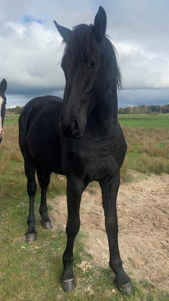 2-jarige hengst, Dieren en Toebehoren, Paarden, Hengst, Minder dan 160 cm, 0 tot 2 jaar, Dressuurpaard, Met stamboom, Gechipt