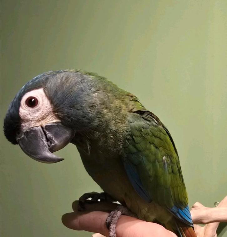 Super tamme Ara Maracana, Dieren en Toebehoren, Vogels | Parkieten en Papegaaien, Papegaai, Meerdere dieren