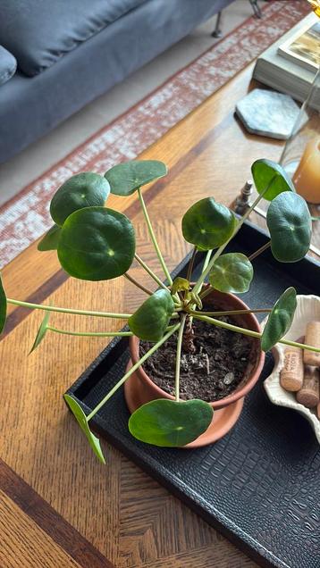 Pannenkoekplantje beschikbaar voor biedingen