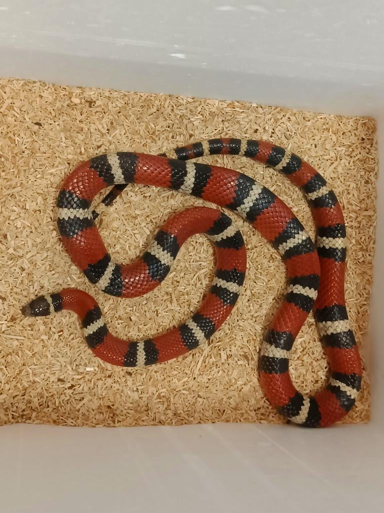 Koppeltje Lampropeltis polyzona nelsoni, Dieren en Toebehoren, Reptielen en Amfibieën