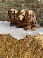 Te koop: Lieve teckel pups, Dieren en Toebehoren, Honden | Teckels en Dashonden, Standaard, 8 tot 15 weken, Meerdere, Meerdere dieren