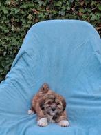 Te koop mooie speelse boomerpups, Dieren en Toebehoren, Honden | Chihuahua's en Gezelschapshonden, Overige rassen, CDV (hondenziekte)