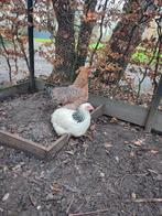 Jonge Bielefelder hen groot ras, Dieren en Toebehoren, Pluimvee, Vrouwelijk, Kip