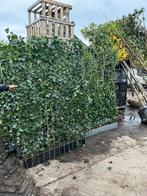 Hedera hibernica groenblijvende kant en klaar hagen | Haag, Ophalen of Verzenden, Overige soorten, 100 tot 250 cm