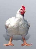 Vleeskippen | ross 308 | Goed gewicht | Nuchter en gezond, Dieren en Toebehoren, Meerdere dieren, Kip