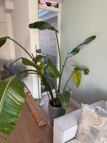 Grote Kamerplant - Wegens Verhuizing beschikbaar voor biedingen