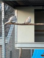 jonge diamant duiven te koop, Meerdere dieren, Parkiet, Geringd