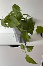Epipremnum aureum, Huis en Inrichting, Kamerplanten, Overige soorten, In pot, Minder dan 100 cm, Groene kamerplant