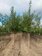 Morus alba witte moerbei 3m hoog, Ophalen, Overige soorten, 250 tot 400 cm