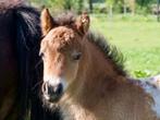 Bonte verzameling hengsten veulentjes 5 mnd en 2 jaar oud, Dieren en Toebehoren, Recreatiepony, Gechipt, 0 tot 2 jaar