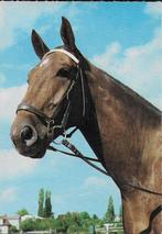 Q129 ansichtkaart paarden hoofd ongelopen, Verzamelen, Ansichtkaarten | Themakaarten, Gelopen, Ophalen of Verzenden