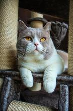 Brits Korthaar dekkater (NIET TE KOOP!!)