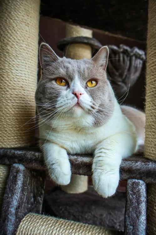 Brits Korthaar dekkater (NIET TE KOOP!!), Dieren en Toebehoren, Katten en Kittens | Dekkaters