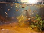 Guppen, Dieren en Toebehoren, Vissen | Aquariumvissen, Vis