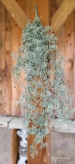 Kunst tak toef Tillandsia 78 lang, Helenelivingstyle@gmail.com, 7531TJ, Nieuw, Ophalen of Verzenden