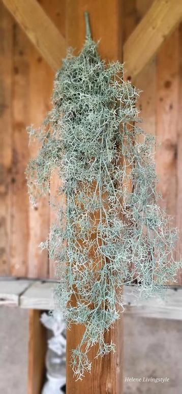 Kunst tak toef Tillandsia 78 lang  beschikbaar voor biedingen