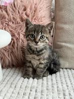 Kittens mogen per direct naar een nieuw baasje, Dieren en Toebehoren, Katten en Kittens | Overige Katten, Meerdere dieren