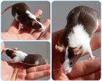 Kleurmuis mannetjes, Dieren en Toebehoren, Knaagdieren, Augustus, Muis, Mannelijk, Tam