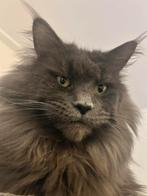 Dekkater Main coon met stamboom, 3 tot 5 jaar
