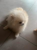 Dekreu pomeriaan, Particulier, Keeshond, Reu, CDV (hondenziekte)