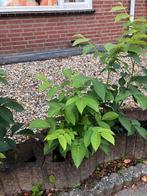 Walnote boom, Tuin en Terras, Planten | Bomen, Ophalen of Verzenden, Overige soorten
