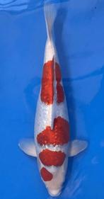 Prachtige koi, hogere prijsklasse. Ginrin ai Goromo!, Karper of Koi