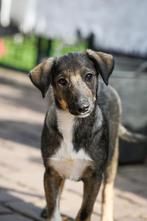 Knuffelkont Cosmo medium reutje 4 maanden, Dieren en Toebehoren, Honden | Niet-rashonden, Rabiës (hondsdolheid), 15 weken tot 1 jaar