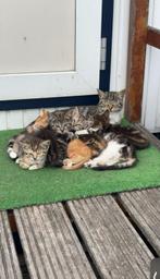 Kittens, Dieren en Toebehoren, Katten en Kittens | Raskatten | Korthaar, Kater, Ontwormd, 0 tot 2 jaar