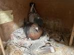 Kleurpostduiven, Dieren en Toebehoren, Vogels | Overige Vogels