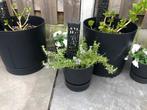 5 witte hortensia inclusief bloempot, Vaste plant, Halfschaduw, Zomer, Ophalen
