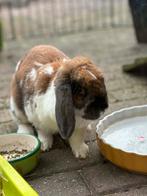 Lieve rammelaar, Dieren en Toebehoren, Konijnen, Mannelijk, Klein, Hangoor, 3 tot 5 jaar