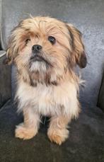 Shih tzu, Dieren en Toebehoren, 15 weken tot 1 jaar, CDV (hondenziekte), Meerdere, Nederland