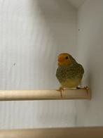 Binsenastrile rood en oranje, Dieren en Toebehoren, Vogels | Overige Vogels, Meerdere dieren