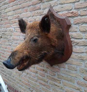 Opgezette keiler taxidermy opgezet zwijn schedel gewei jacht beschikbaar voor biedingen