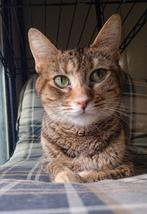 Jarela, Priga, 21/6/23 gered uit een verlaten wijk, Dieren en Toebehoren, Poes, Kortharig, 0 tot 2 jaar