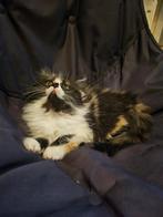 Persian mix kitten, Dieren en Toebehoren, Katten en Kittens | Raskatten | Langhaar