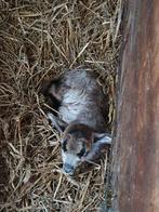 Schaap ruischaap paard ponyrustig maasduinen blackbelly Barb, Dieren en Toebehoren, Schapen, Geiten en Varkens, Meerdere dieren