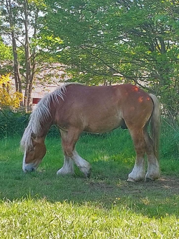 Duits koudbloed werkpaard / trekpaard, Dieren en Toebehoren, Paarden, Meerdere dieren, 160 tot 165 cm, 3 tot 6 jaar, Recreatiepaard