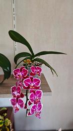 Orchidee, Ophalen, Overige soorten