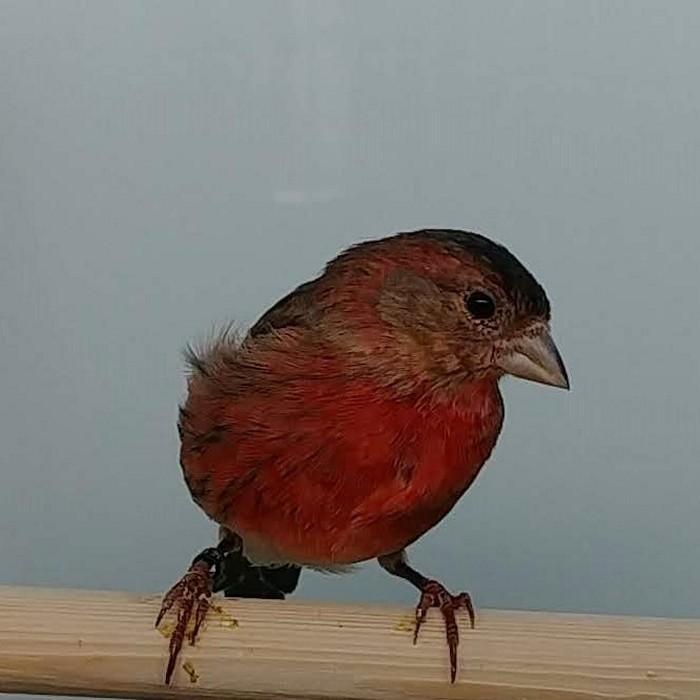 Spinus cucullata x serinus canaria, Dieren en Toebehoren, Vogels | Overige Vogels, Meerdere dieren