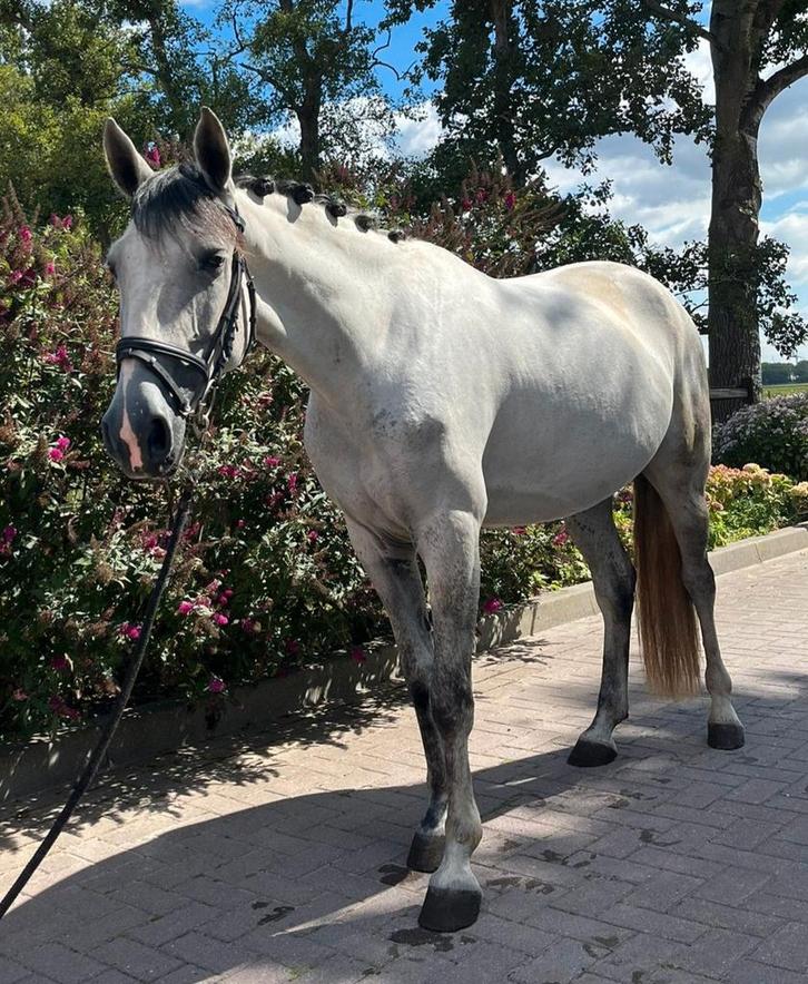 Lieve 6 jarige portugese merrie te koop (projectpaard), Dieren en Toebehoren, Paarden, Merrie, Zadelmak, 160 tot 165 cm, 3 tot 6 jaar