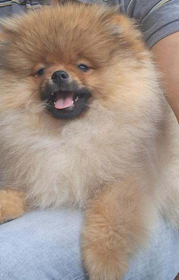 Pomeranian reutje pomeriaan reutje beschikbaar voor biedingen