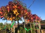 Bol Amberboom, Liquidambar Gumball, stamhoogte 180 cm, Tuin en Terras, Planten | Bomen, Bloeit niet, 100 tot 250 cm, Ophalen, Volle zon
