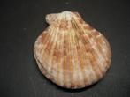 Schelpen: Mimachlamys sanguinea  Linnaeus, 1758.  F++, Ophalen of Verzenden, Schelp(en)